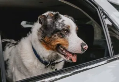 Pet parents should take precautions as heat warnings issued