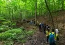 York Regional Forest walk examines invasive species