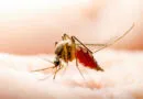 Mosquito tested for West Nile virus in Stouffville