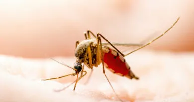 Mosquito tested for West Nile virus in Stouffville
