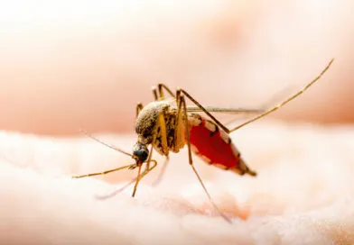 Mosquito tested for West Nile virus in Stouffville